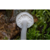 Мицелий Гигрофора белого / Гигрофор желтовато-белый (Hygrophorus eburneus)